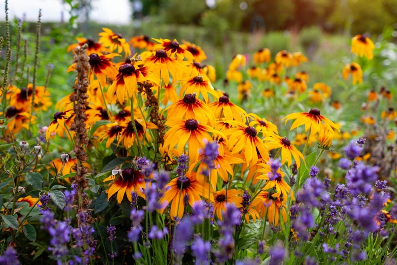 【ガーデニング】秋の庭を華やかに！初めてでも育てやすい花［8選］