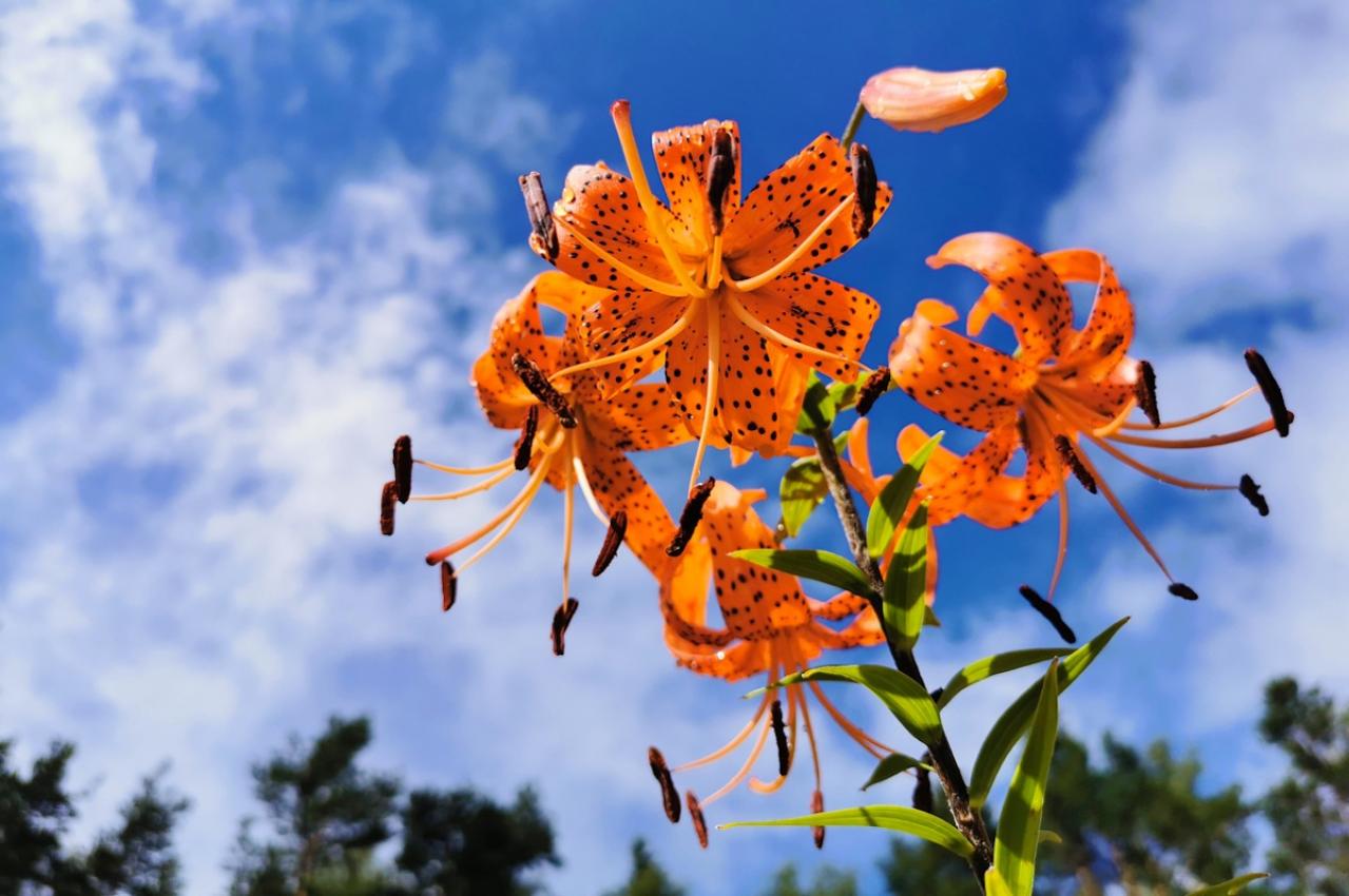 9月15日の花とは？【366日の誕生花と幸せの花言葉】