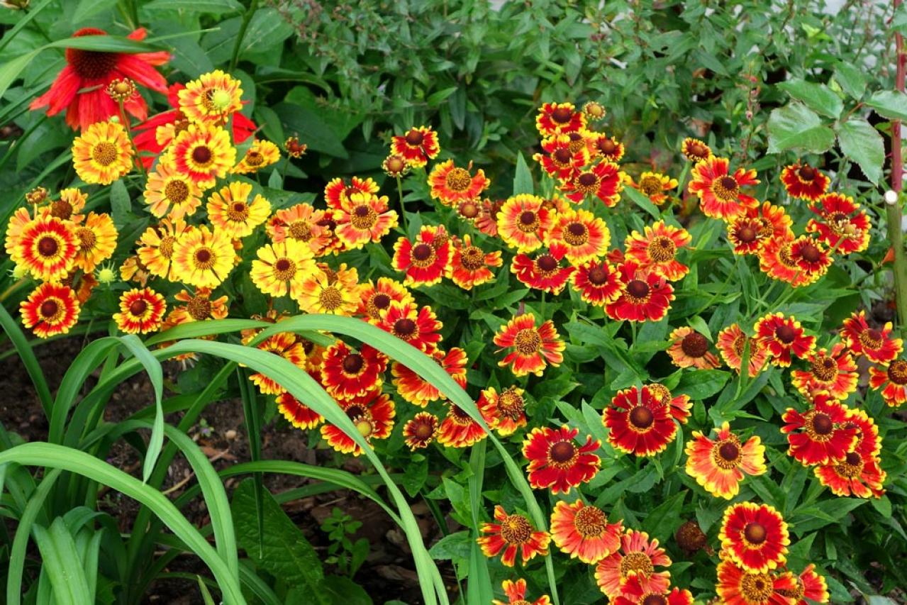 【ガーデニング】秋の庭を華やかに！初めてでも育てやすい花［8選］（画像11）