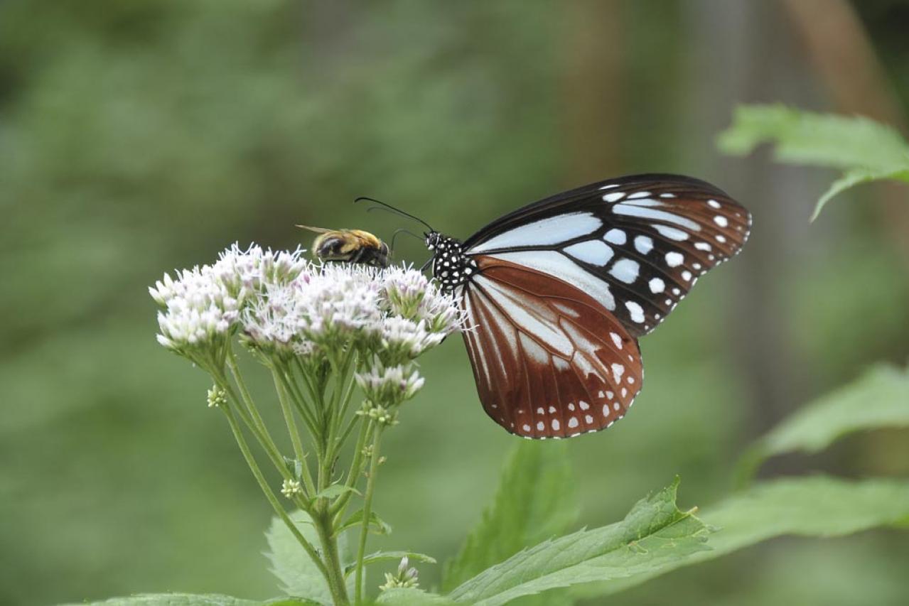 【ガーデニング】秋の庭を華やかに！初めてでも育てやすい花［8選］（画像14）