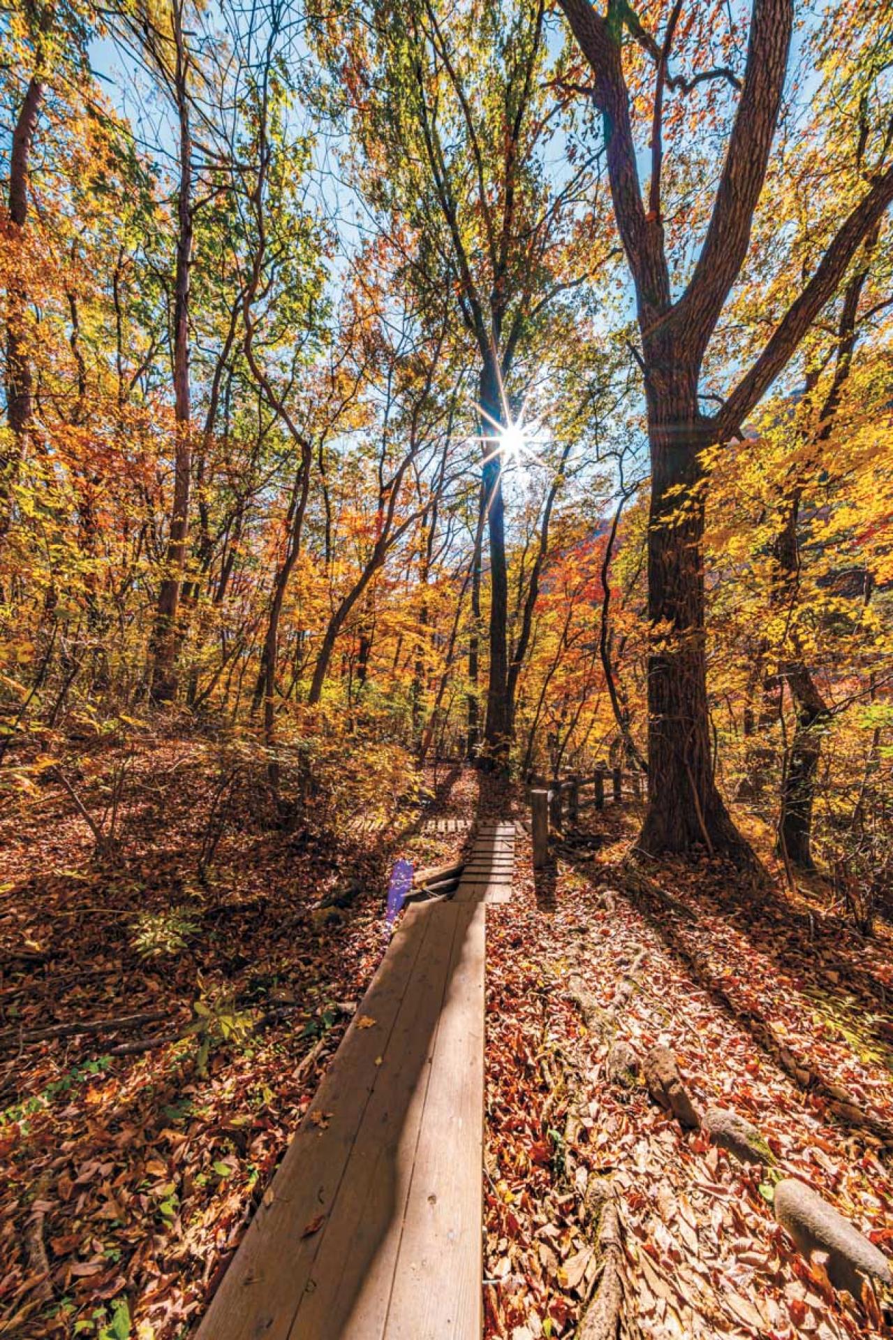 連休少し足をのばしてみては？【紅葉ハイキング】水の絶景も！ 清流沿いを歩く関東のコース2選（画像7）