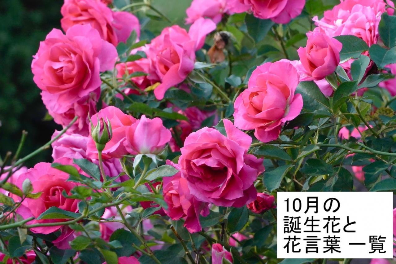 10月の誕生花と花言葉一覧【366日の誕生花と幸せの花言葉】