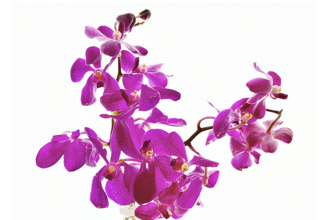 10月の誕生花と花言葉一覧【366日の誕生花と幸せの花言葉】（画像28）