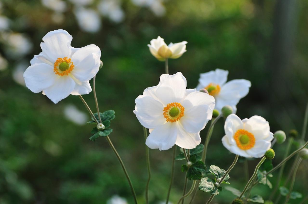 10月の誕生花と花言葉一覧【366日の誕生花と幸せの花言葉】（画像4）