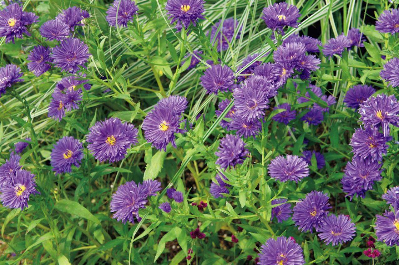 10月の誕生花と花言葉一覧【366日の誕生花と幸せの花言葉】（画像13）