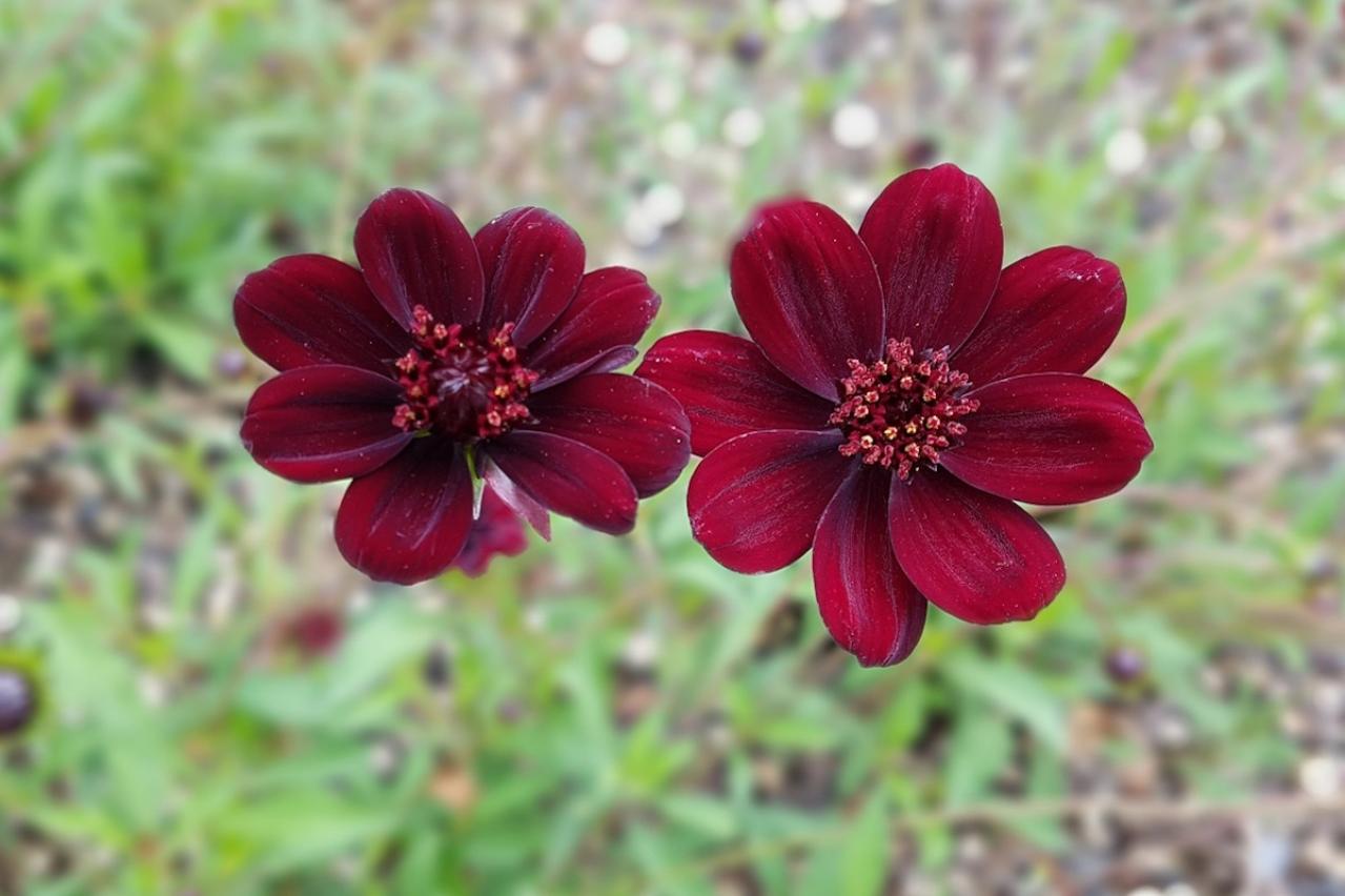 10月の誕生花と花言葉一覧【366日の誕生花と幸せの花言葉】（画像29）