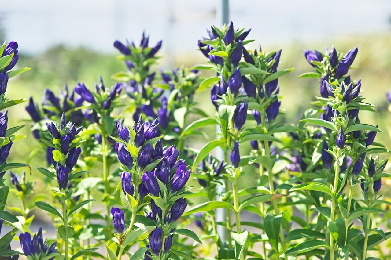 10月の誕生花と花言葉一覧【366日の誕生花と幸せの花言葉】（画像15）