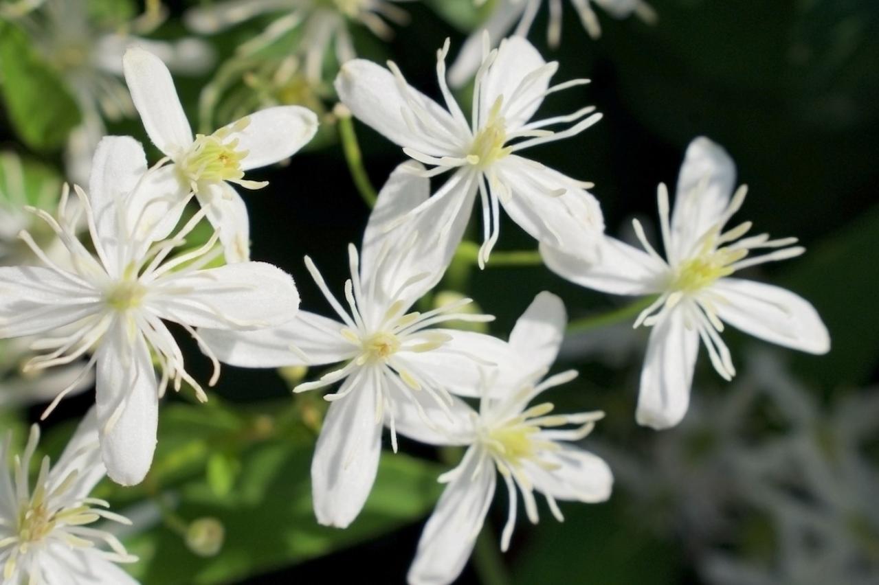 10月の誕生花と花言葉一覧【366日の誕生花と幸せの花言葉】（画像24）