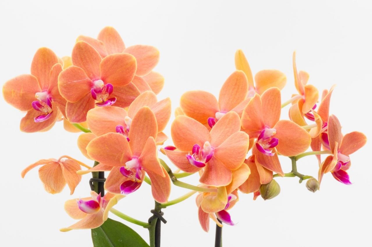 10月の誕生花と花言葉一覧【366日の誕生花と幸せの花言葉】（画像19）