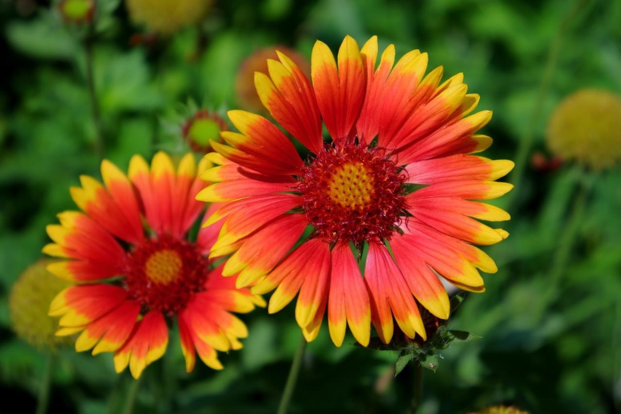 10月の誕生花と花言葉一覧【366日の誕生花と幸せの花言葉】（画像27）