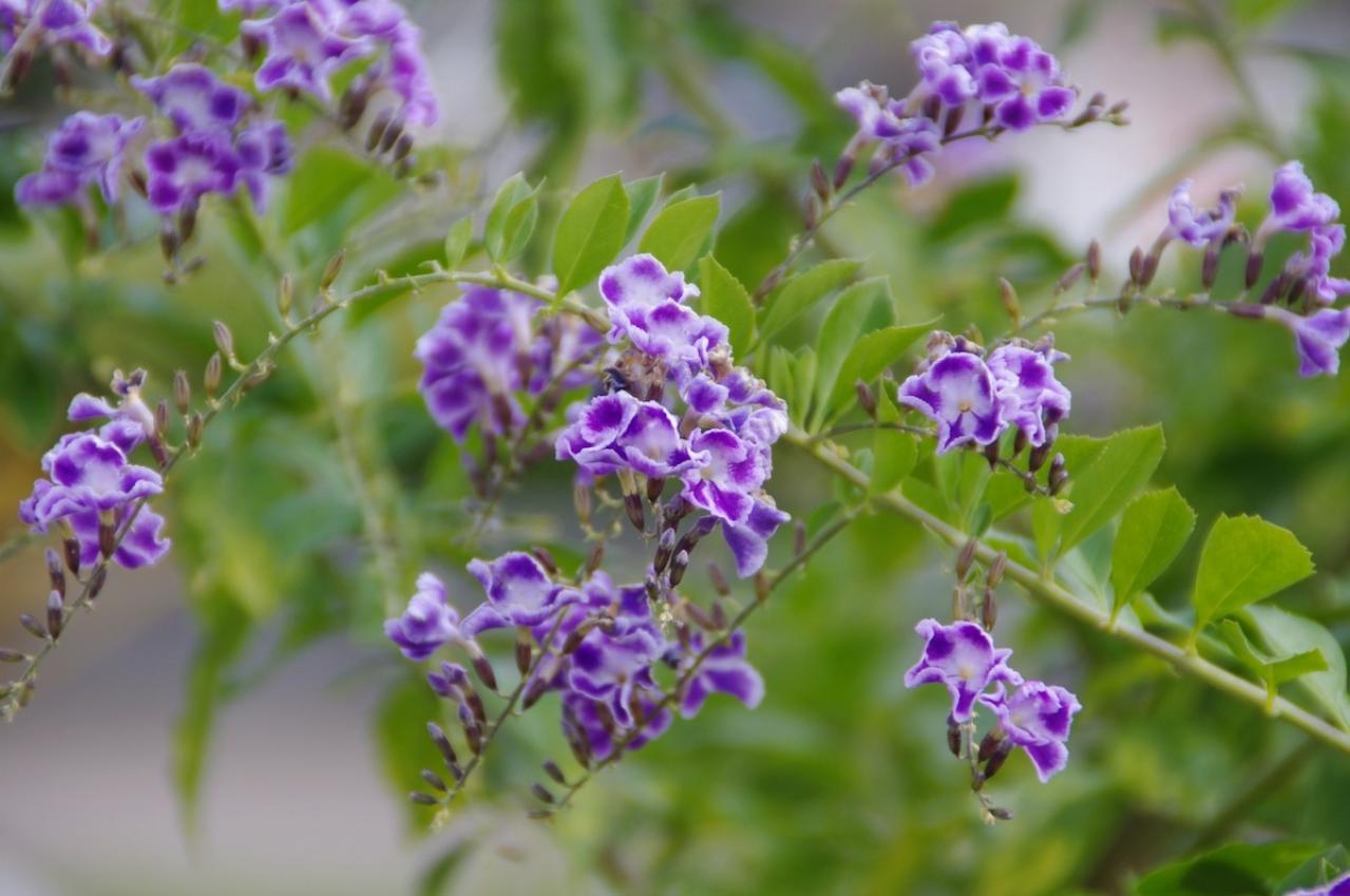 10月の誕生花と花言葉一覧【366日の誕生花と幸せの花言葉】（画像6）