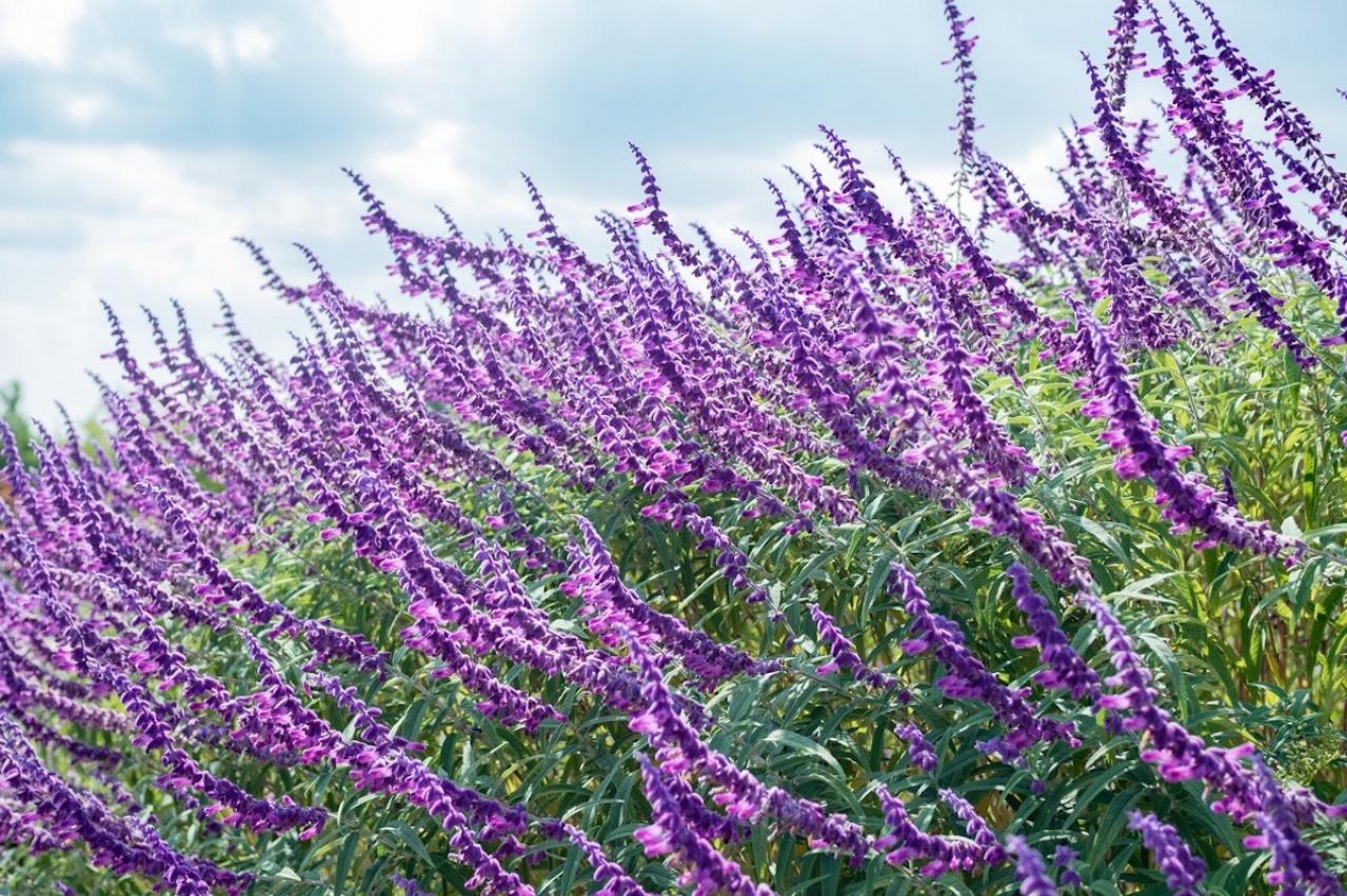 10月の誕生花と花言葉一覧【366日の誕生花と幸せの花言葉】（画像31）