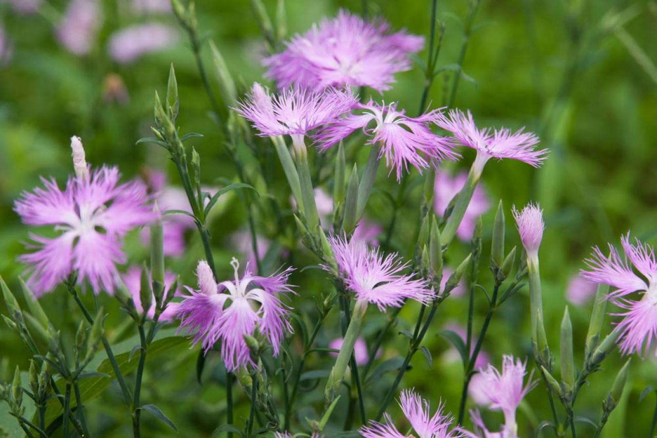 【ガーデニング】秋空に映える多年草［8選］日本の気候にあった丈夫な花たち（画像2）