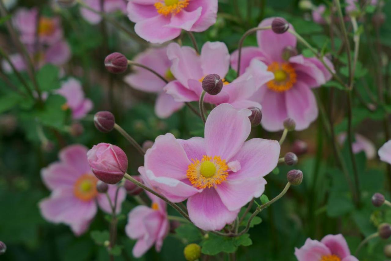 【ガーデニング】秋空に映える多年草［8選］日本の気候にあった丈夫な花たち（画像12）