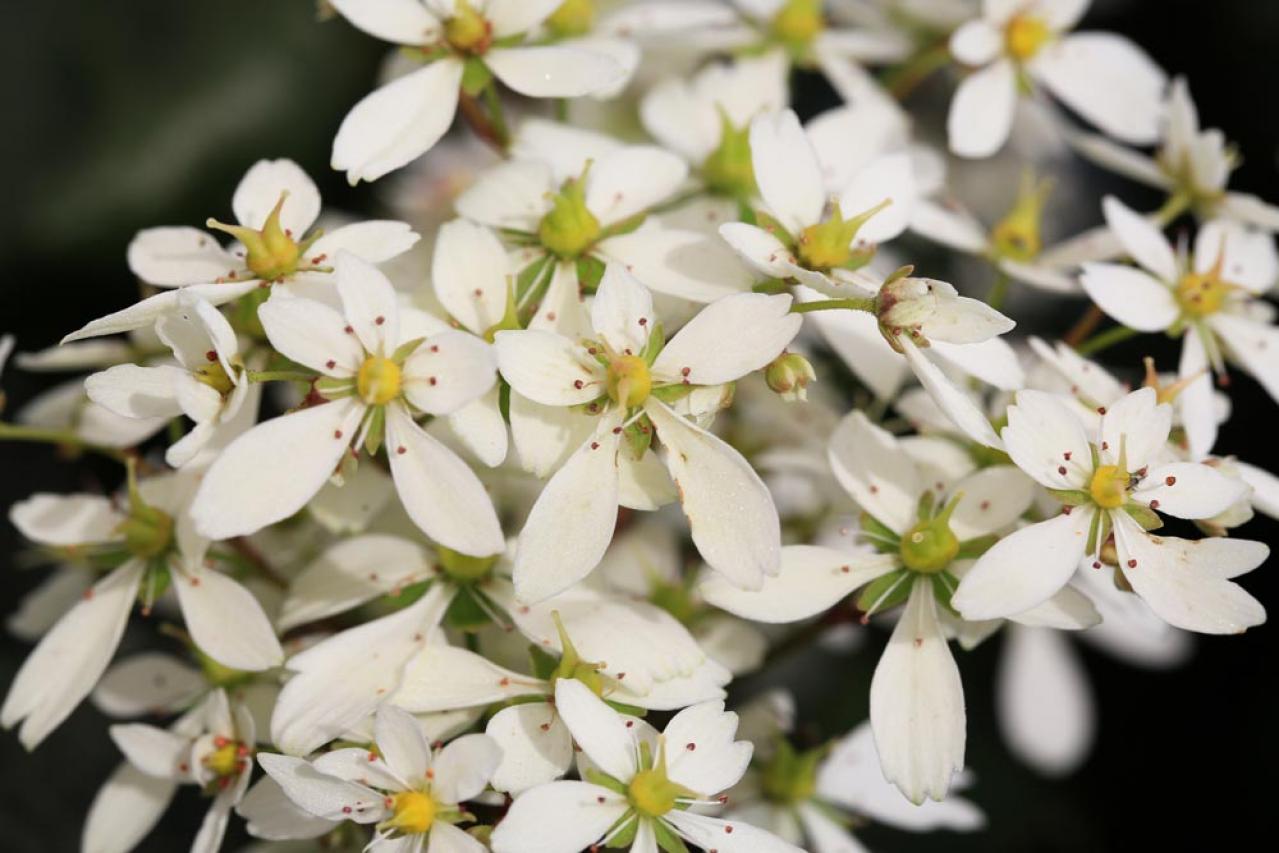 【ガーデニング】秋空に映える多年草［8選］日本の気候にあった丈夫な花たち（画像6）