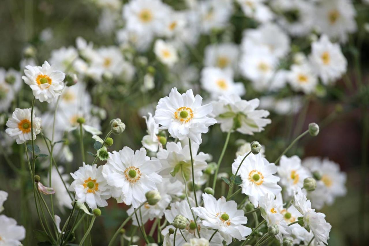 【ガーデニング】秋空に映える多年草［8選］日本の気候にあった丈夫な花たち（画像13）