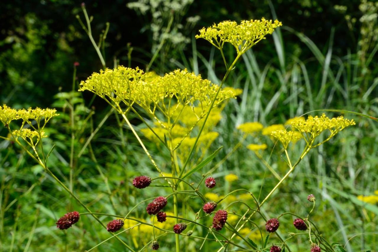 【ガーデニング】秋空に映える多年草［8選］日本の気候にあった丈夫な花たち（画像7）