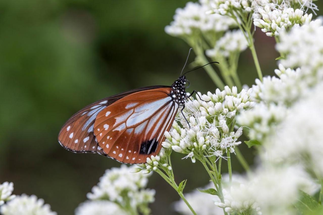 【ガーデニング】秋空に映える多年草［8選］日本の気候にあった丈夫な花たち（画像11）