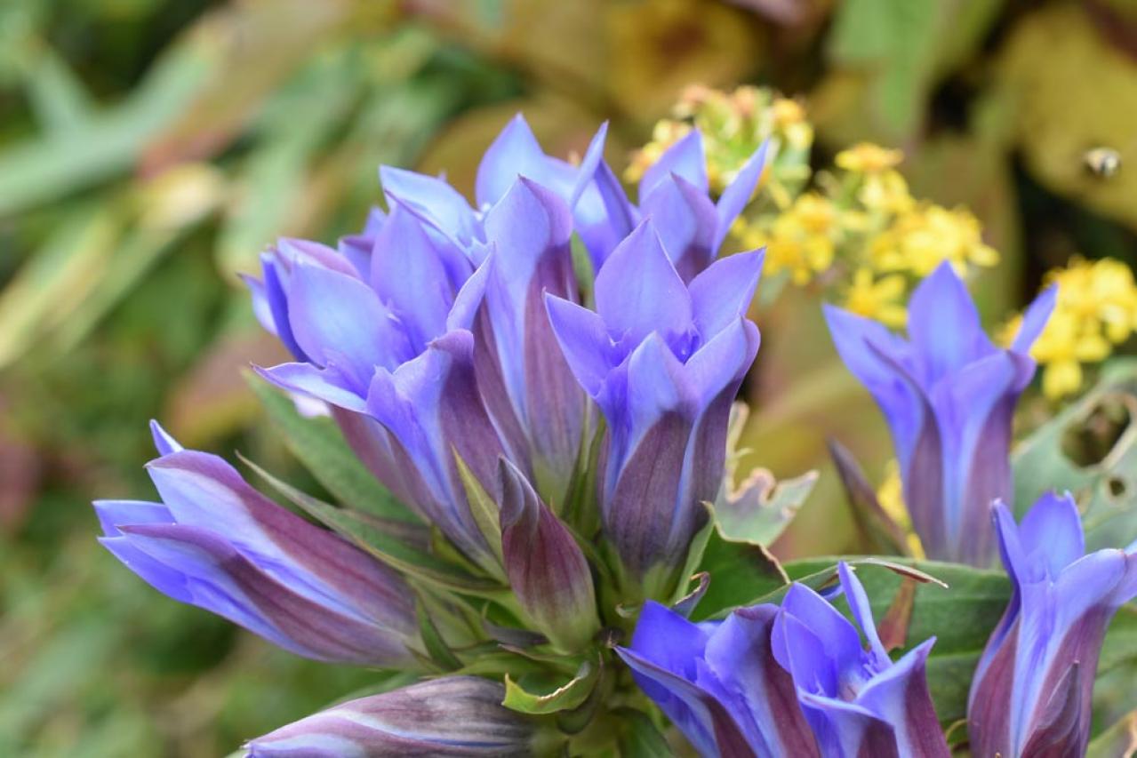 【ガーデニング】秋空に映える多年草［8選］日本の気候にあった丈夫な花たち（画像4）