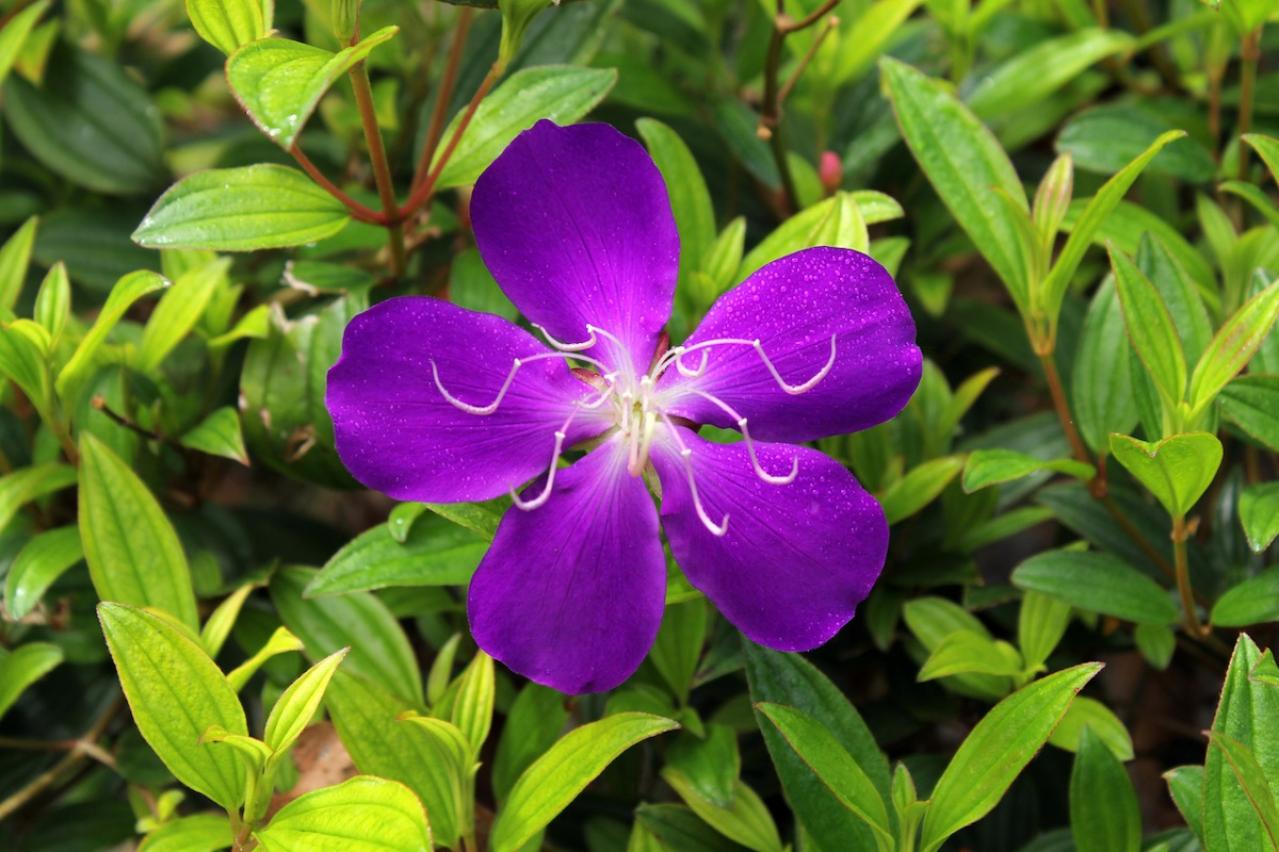 9月25日の花とは？【366日の誕生花と幸せの花言葉】