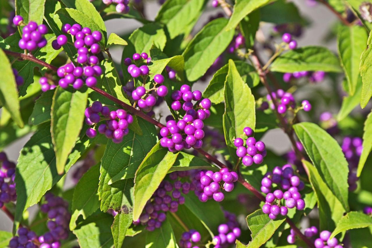 11月の誕生花と花言葉一覧【366日の誕生花と幸せの花言葉】（画像8）