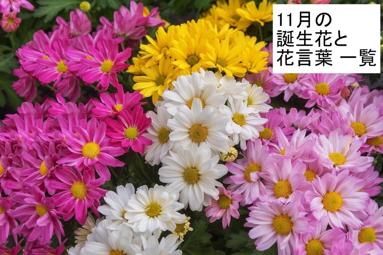 11月の誕生花と花言葉一覧【366日の誕生花と幸せの花言葉】