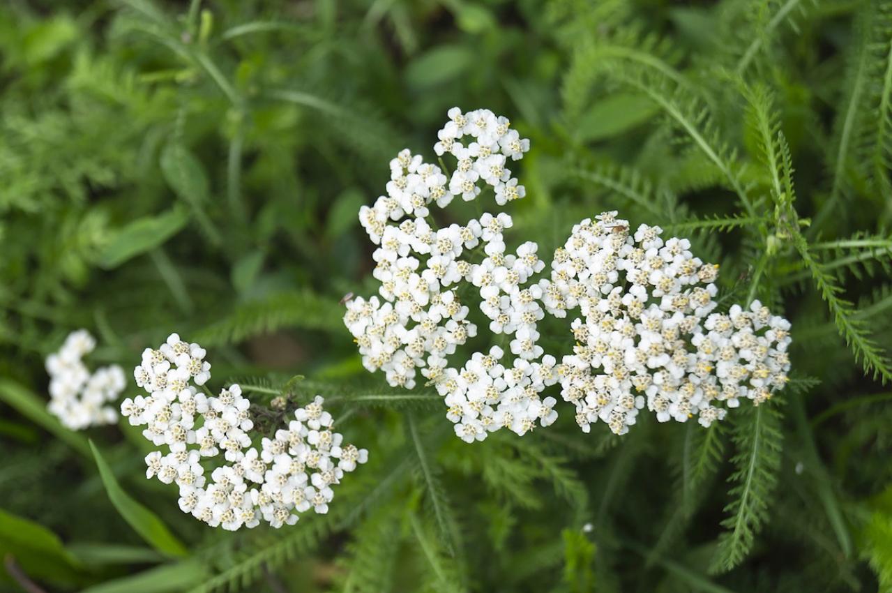 11月の誕生花と花言葉一覧【366日の誕生花と幸せの花言葉】（画像19）