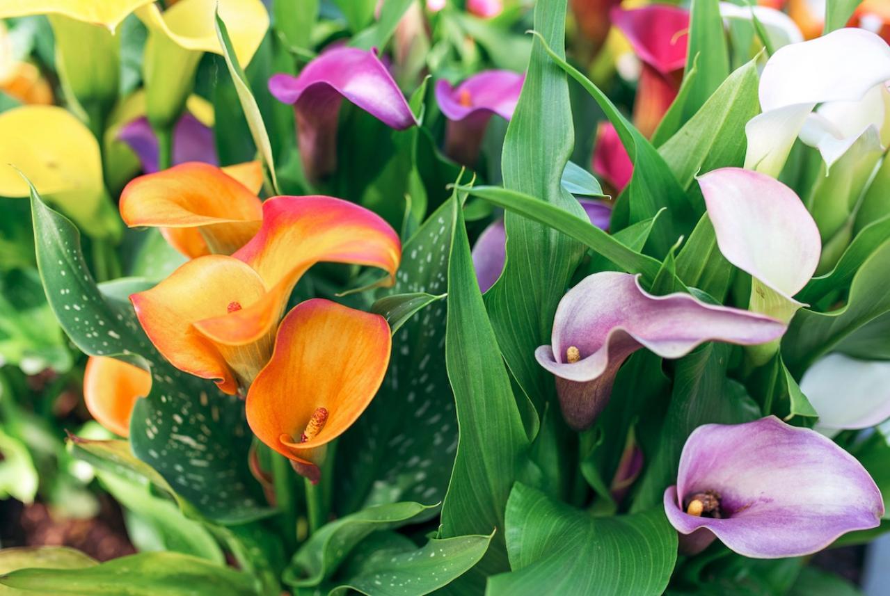 11月の誕生花と花言葉一覧【366日の誕生花と幸せの花言葉】（画像28）