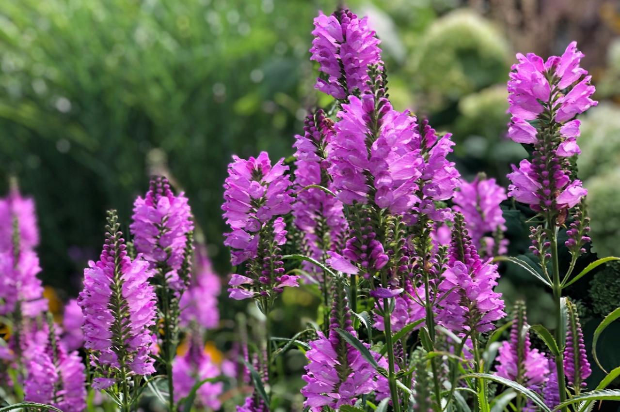 11月の誕生花と花言葉一覧【366日の誕生花と幸せの花言葉】（画像9）