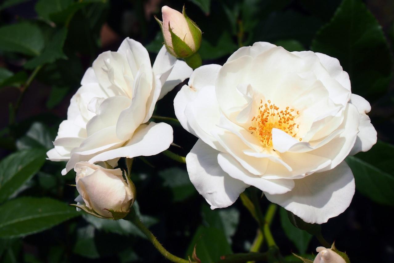 11月の誕生花と花言葉一覧【366日の誕生花と幸せの花言葉】（画像24）