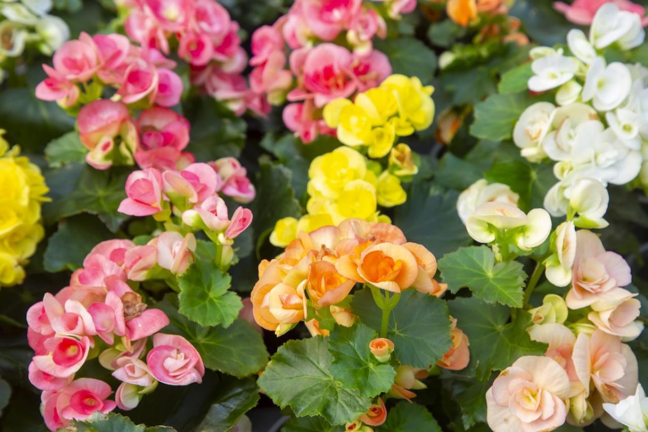 11月の誕生花と花言葉一覧【366日の誕生花と幸せの花言葉】（画像14）