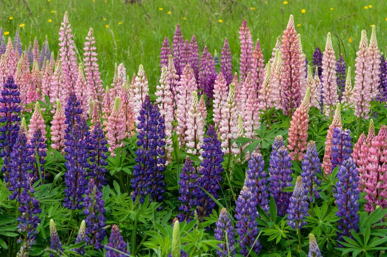 11月の誕生花と花言葉一覧【366日の誕生花と幸せの花言葉】（画像29）