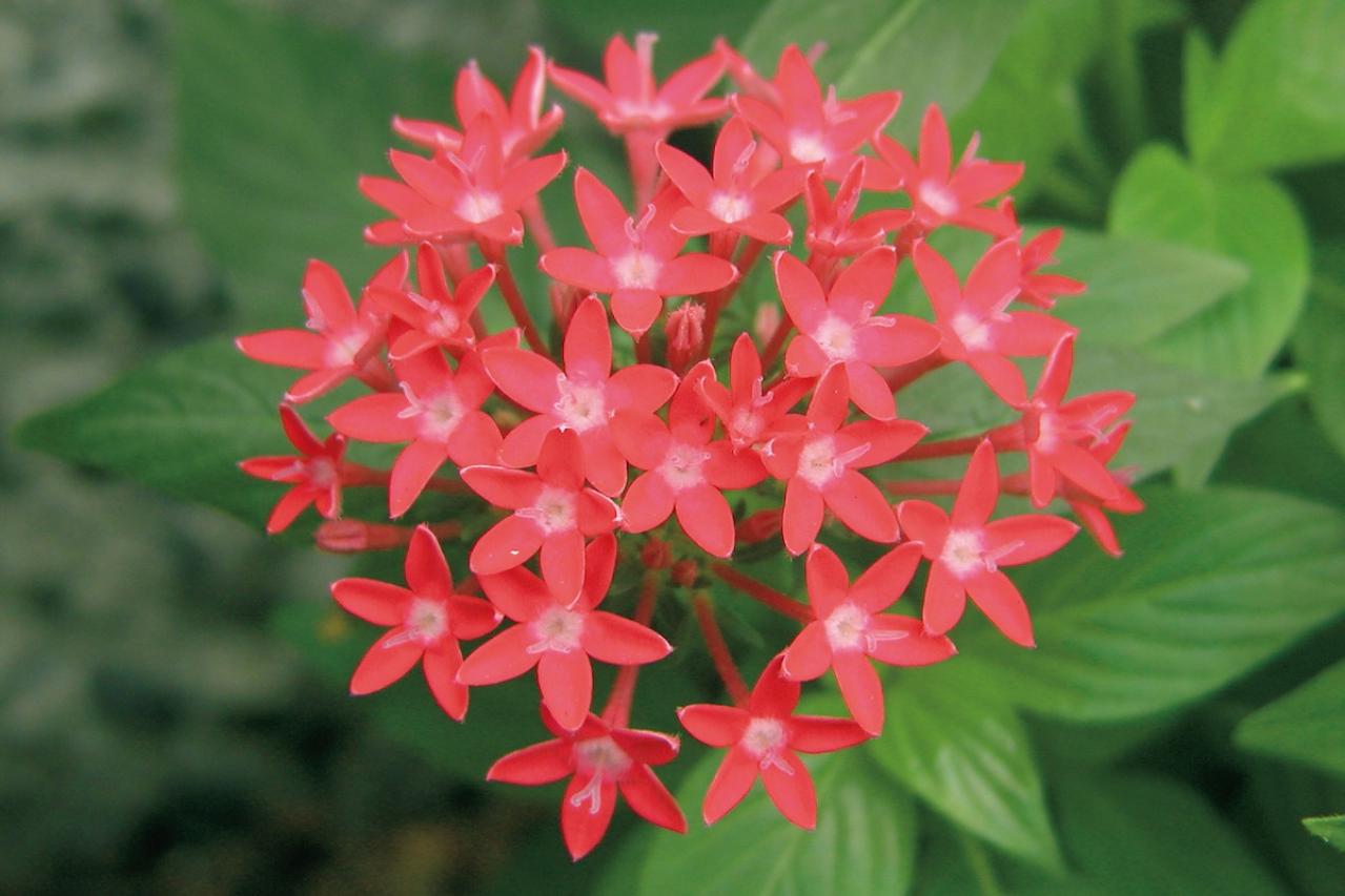 11月の誕生花と花言葉一覧【366日の誕生花と幸せの花言葉】（画像7）