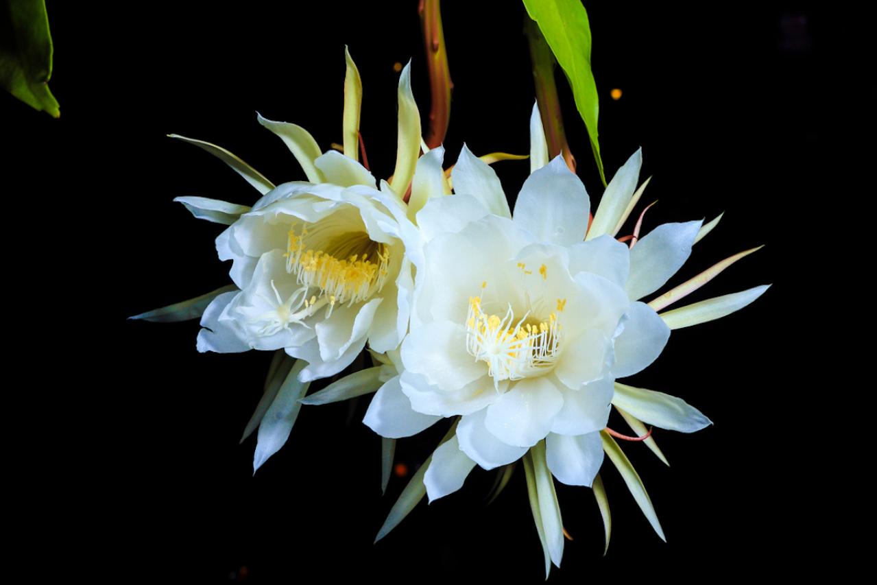 11月の誕生花と花言葉一覧【366日の誕生花と幸せの花言葉】（画像22）