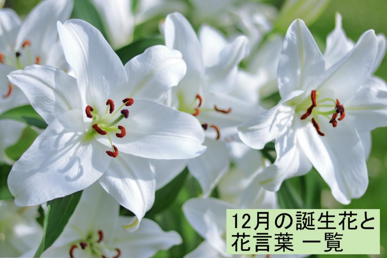 12月の誕生花と花言葉一覧【366日の誕生花と幸せの花言葉】
