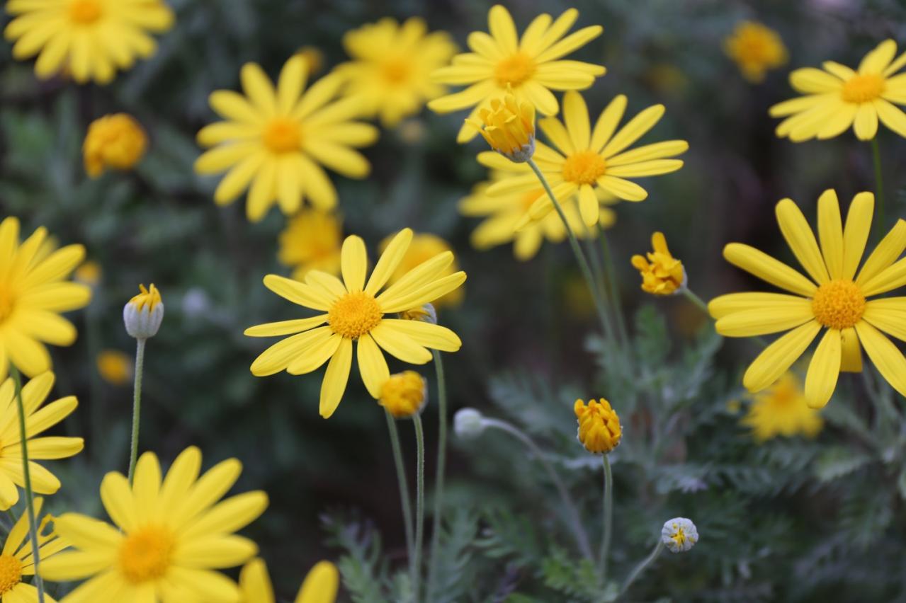 11月の誕生花と花言葉一覧【366日の誕生花と幸せの花言葉】（画像4）