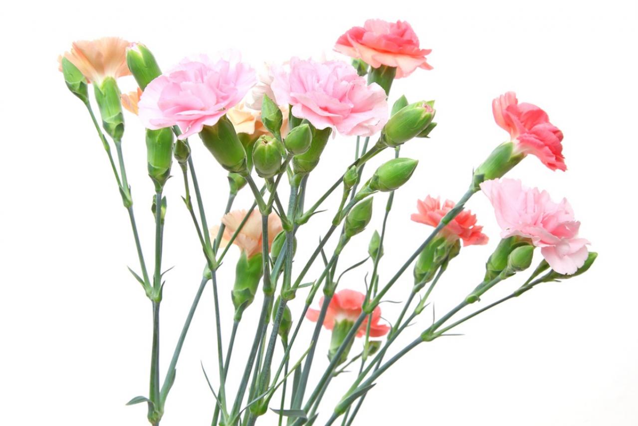 12月の誕生花と花言葉一覧【366日の誕生花と幸せの花言葉】（画像4）