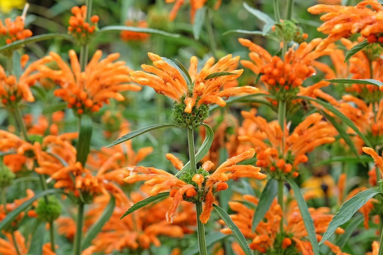 12月の誕生花と花言葉一覧【366日の誕生花と幸せの花言葉】（画像29）