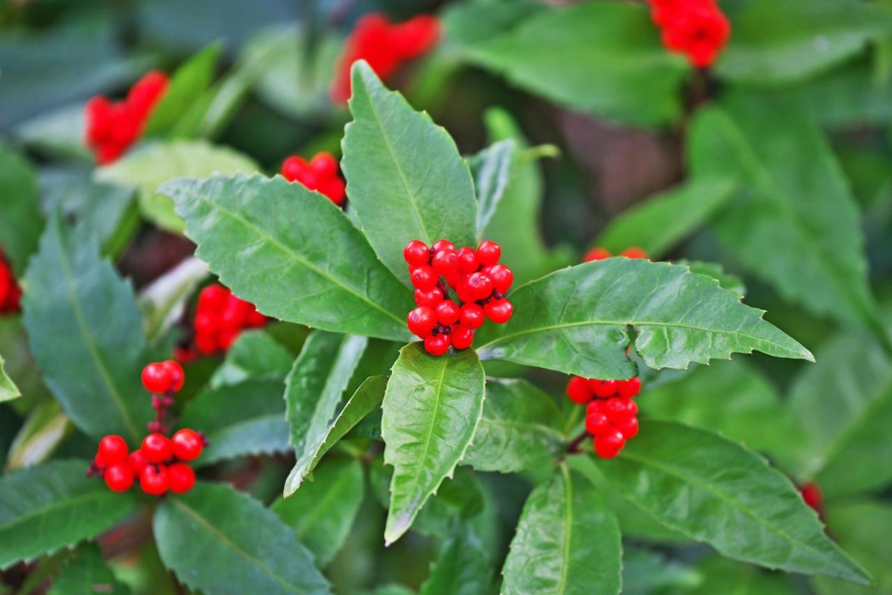 12月の誕生花と花言葉一覧【366日の誕生花と幸せの花言葉】（画像19）