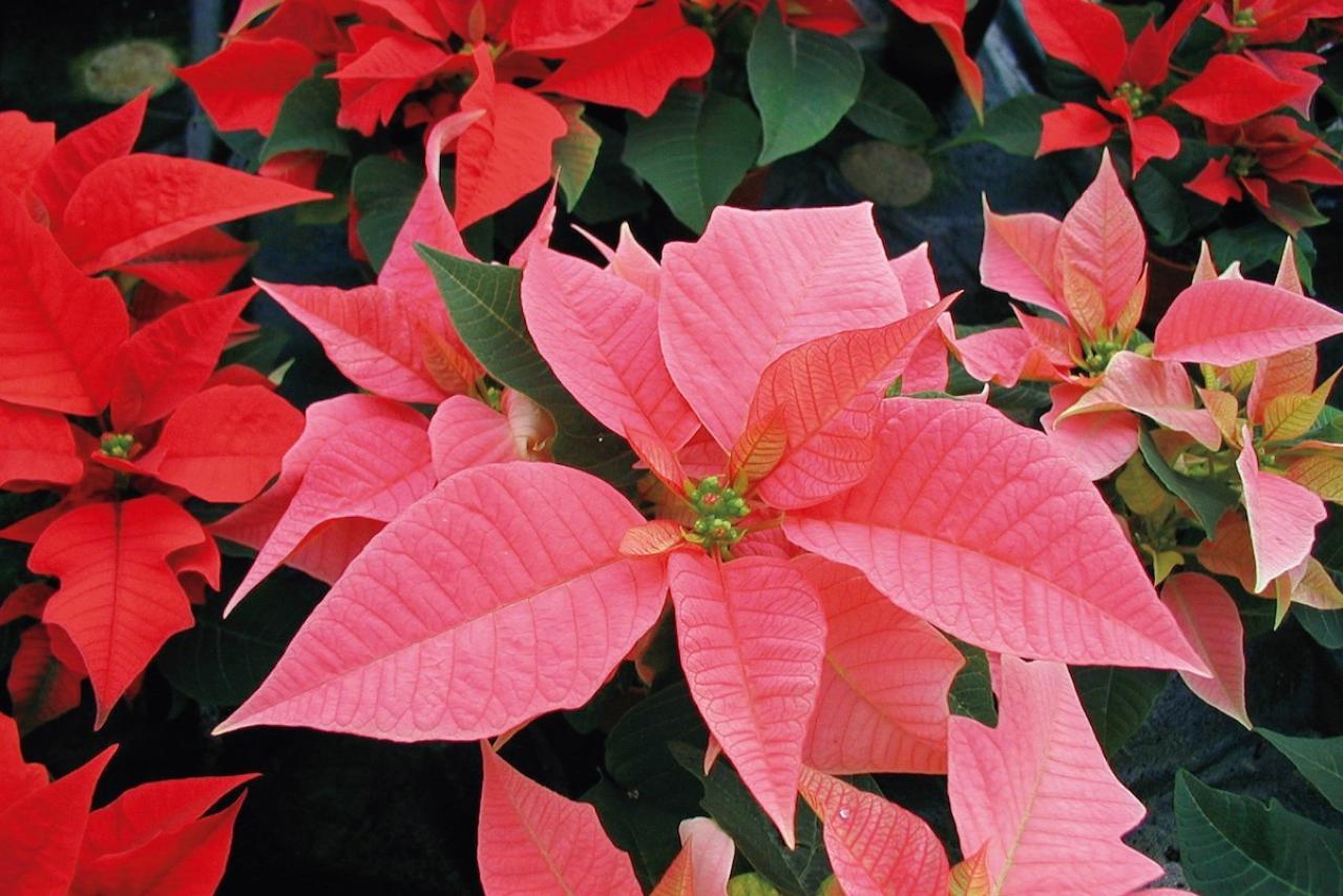 12月の誕生花と花言葉一覧【366日の誕生花と幸せの花言葉】（画像24）