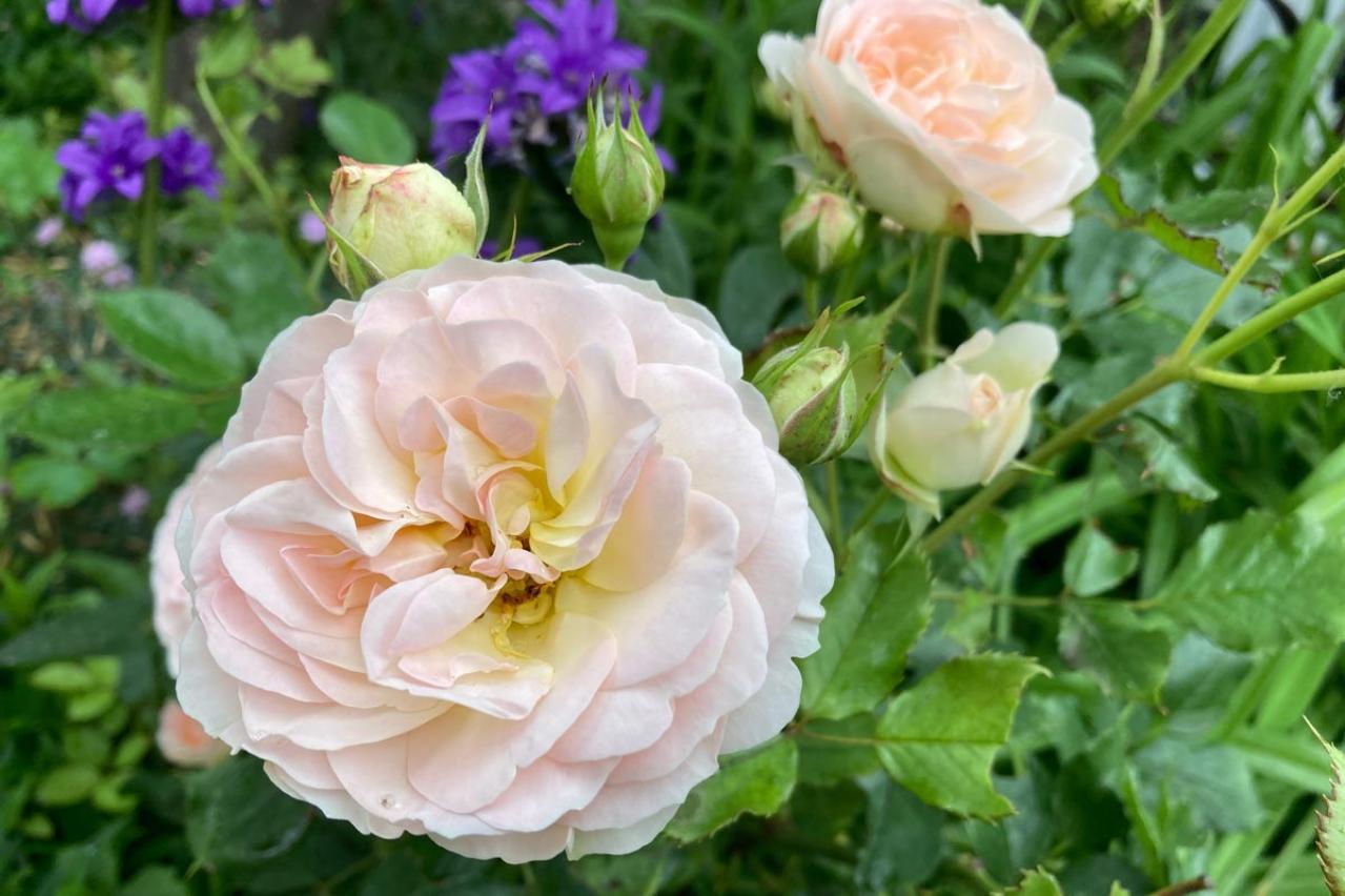 【50代から始めるガーデニング】バラ育ての植え場所・土作りを徹底解説（画像2）