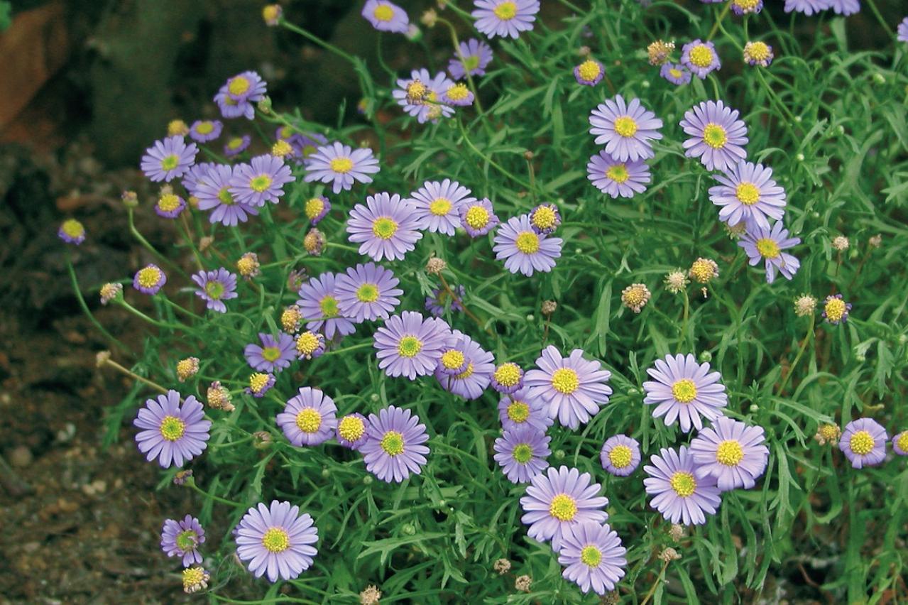 12月の誕生花と花言葉一覧【366日の誕生花と幸せの花言葉】（画像16）