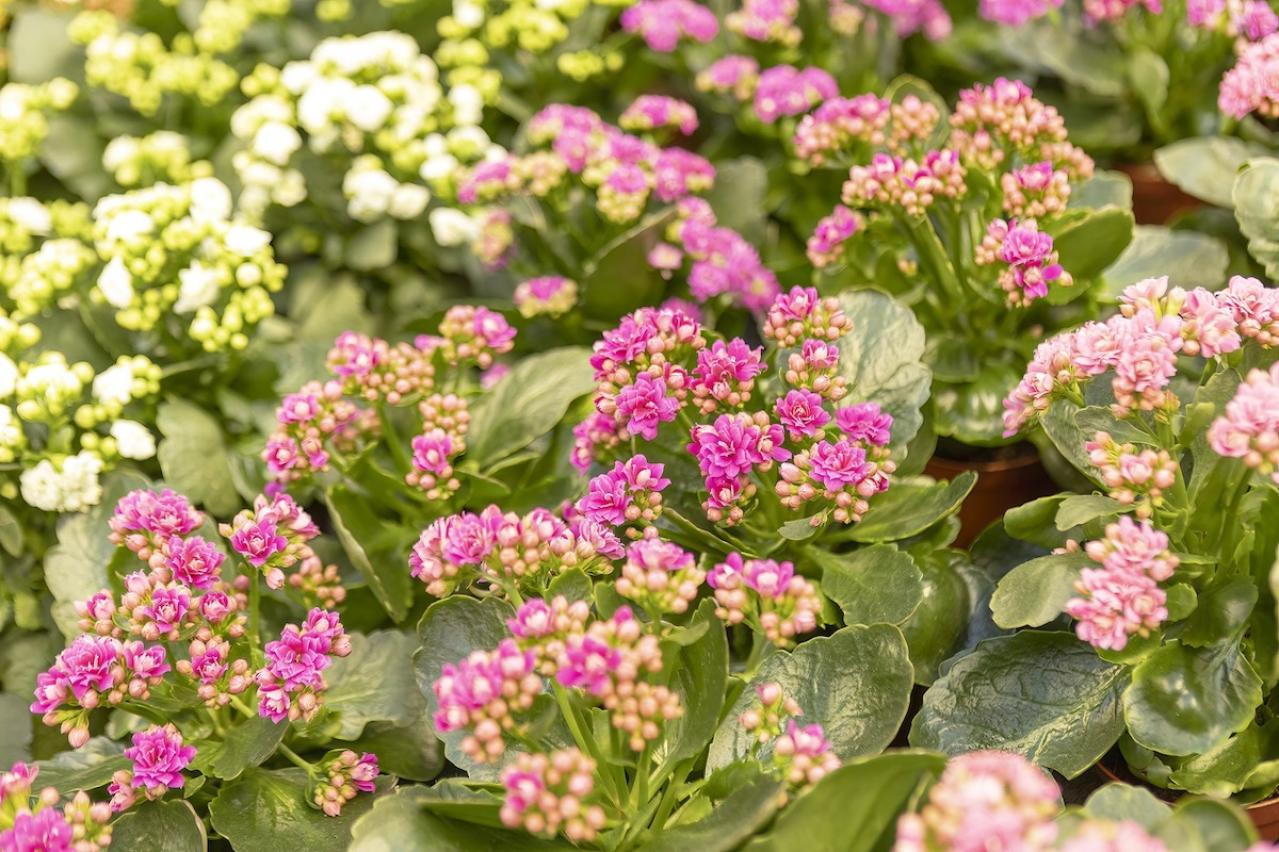 12月の誕生花と花言葉一覧【366日の誕生花と幸せの花言葉】（画像9）