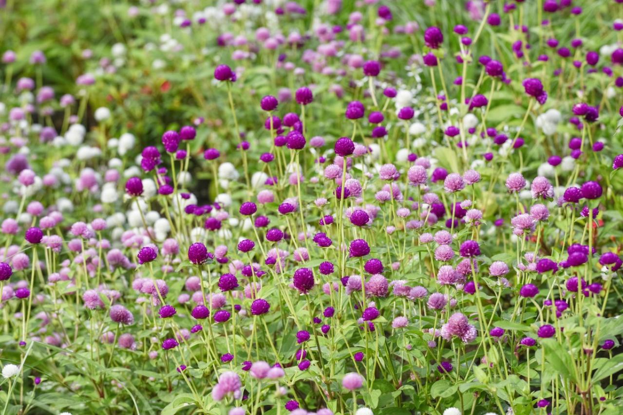 12月の誕生花と花言葉一覧【366日の誕生花と幸せの花言葉】（画像25）