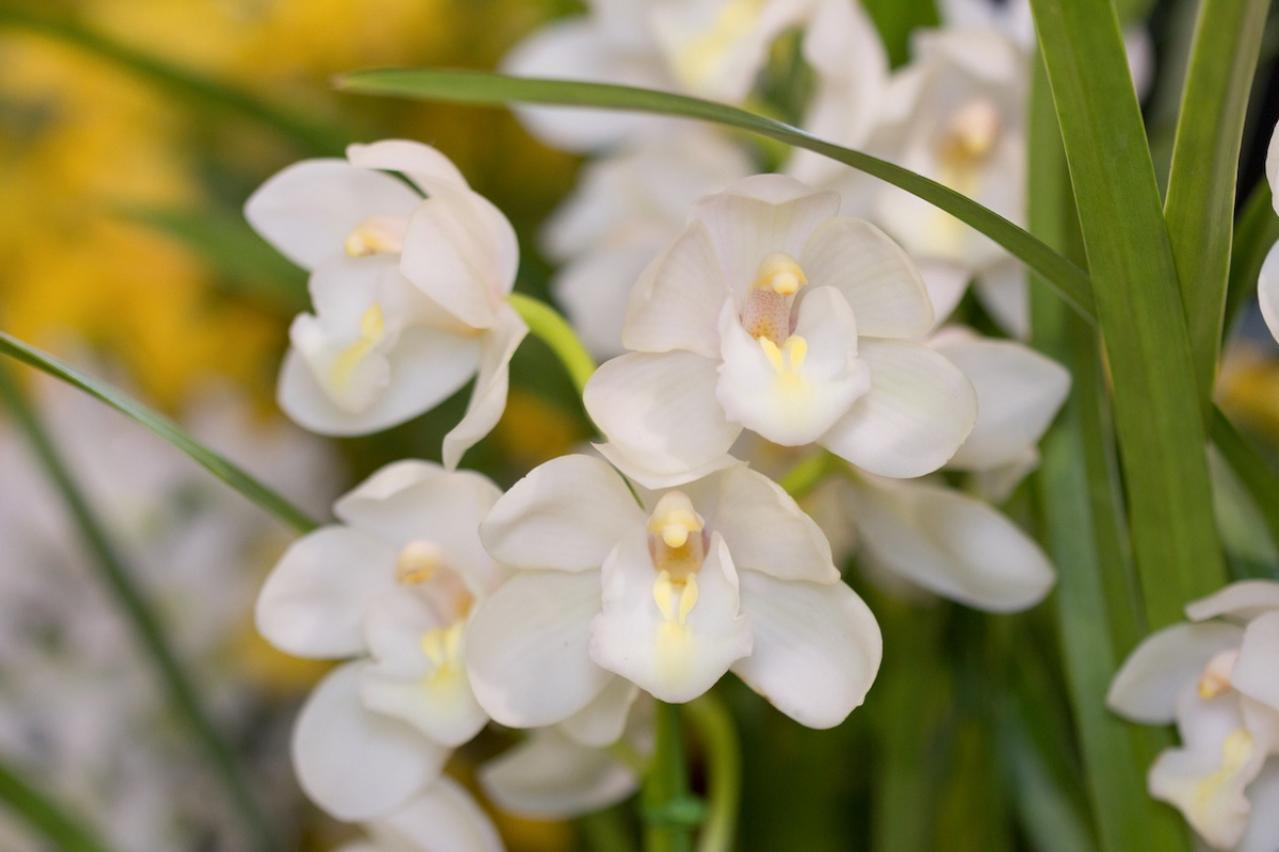 12月の誕生花と花言葉一覧【366日の誕生花と幸せの花言葉】（画像7）