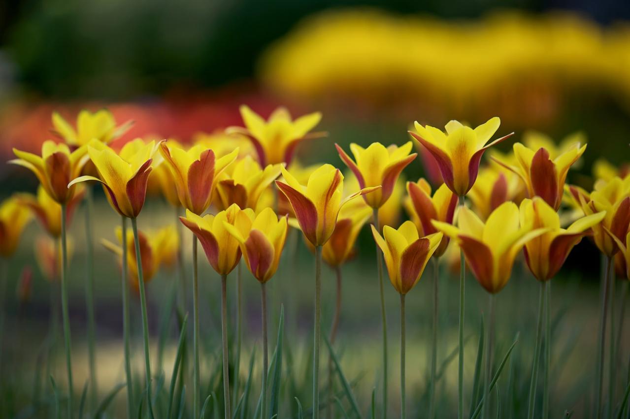 12月の誕生花と花言葉一覧【366日の誕生花と幸せの花言葉】（画像17）