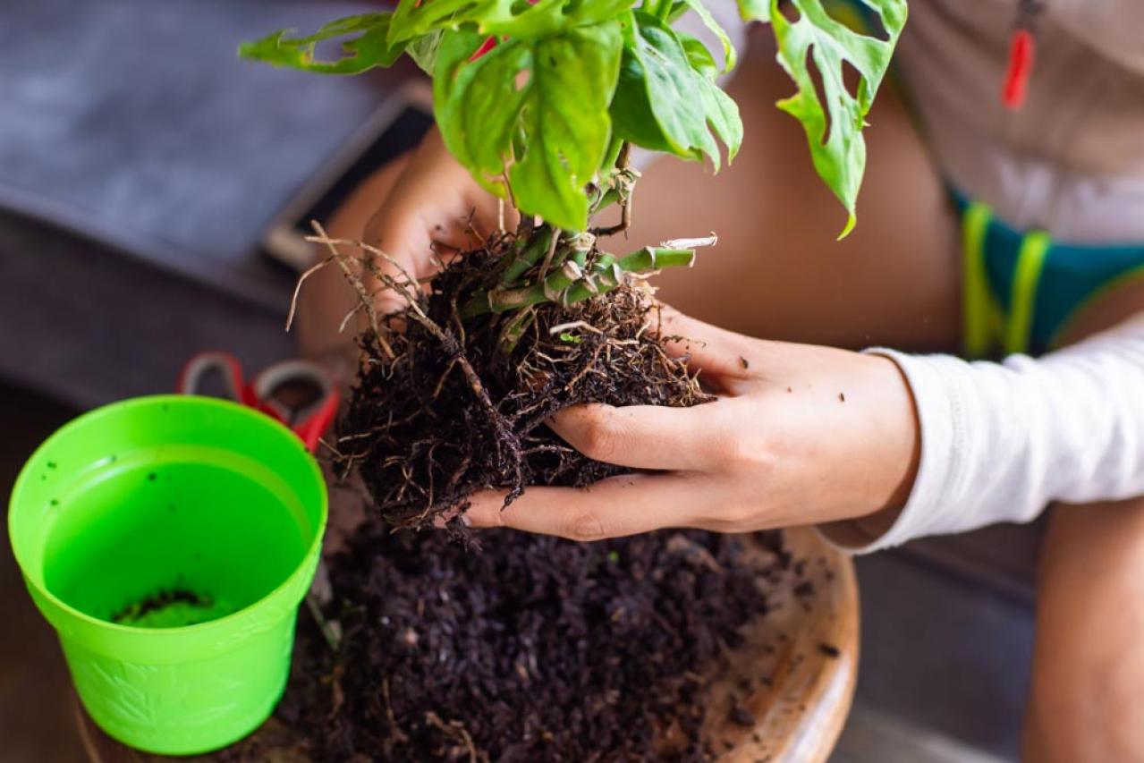 秋のガーデニングで株分け＆リフレッシュ！多年草を長く楽しむ植え替えのコツ（画像4）