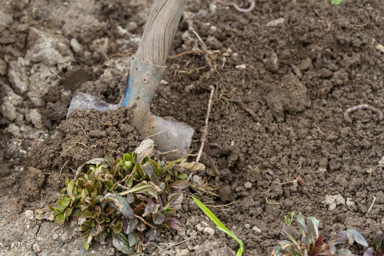 秋のガーデニングで株分け＆リフレッシュ！多年草を長く楽しむ植え替えのコツ（画像9）