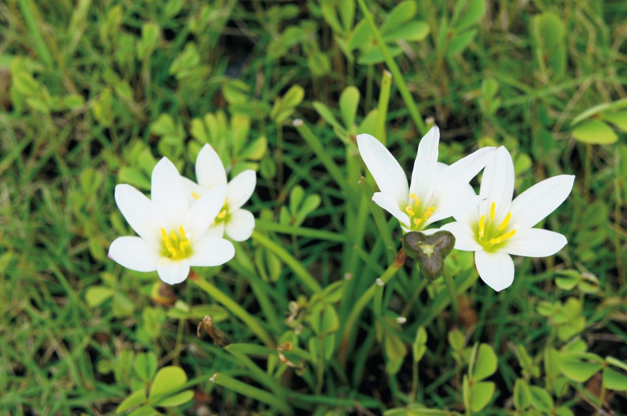 9月30日の花とは？【366日の誕生花と幸せの花言葉】
