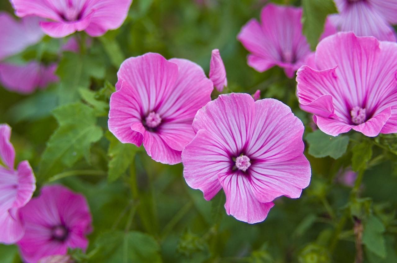 9月26日の花とは？【366日の誕生花と幸せの花言葉】